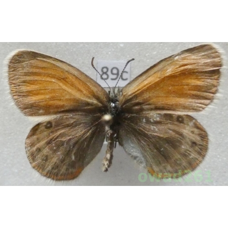 Coenonympha gardetta (de Prunner, 1798) Italy89c